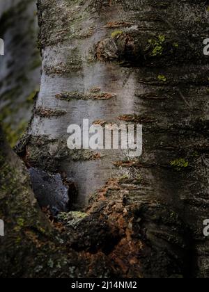 Close-up of tree bark texture with dark cracks and natural weathered patterns, creating an abstract woodland background. Stock Photo