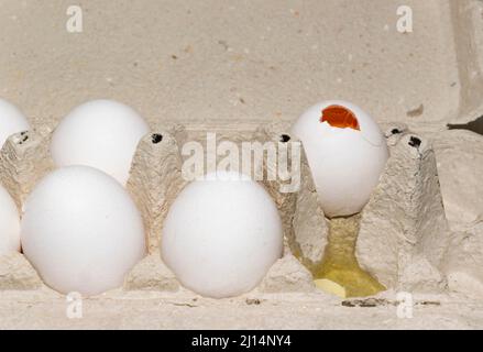 One broken egg in an egg tray Stock Photo