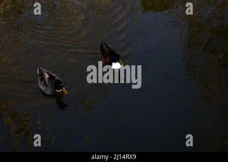 Mallards floating on a lake Stock Photo