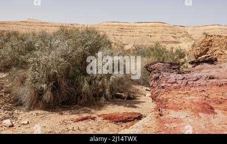 nahal wadi Hatira in the Yeruham Large Crater in Israel showing a variety of colorful soils and rocks next to blooming white broom rotem bushes with t Stock Photo