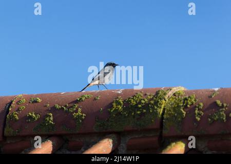 Black Redstart (Phoenicurus ochruros) adult male standing on roof, Suffolk, England, March Stock Photo