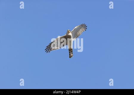 Eurasian Sparrowhawk (Accipiter nisus) adult female flying, Suffolk, England, March Stock Photo