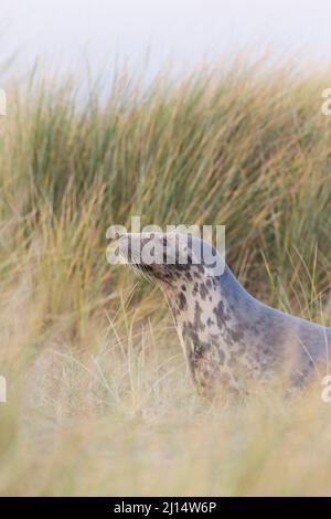 Grey Seal (Halichoerus grypus) adult female, in dunes, Horsey, Norfolk, England, December Stock Photo
