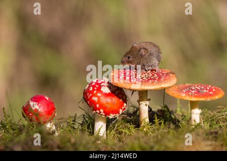 Bank Vole (Clethrionomys glareolus) standing on Fly Agaric (Amanita muscaria) fungus, Suffolk, England, October Stock Photo