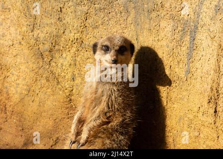 Slender tailed meerkat (Suricata suricatta) a single slender tailed meerkat on guard leaning back against a rock with the morning sunshine Stock Photo