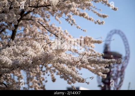 © Jeff Moore Weather - Spring weather - Cherry blossoms in full bloom in the Queen Elizabeth Olympic Park in East London 22/03/2022 Stock Photo