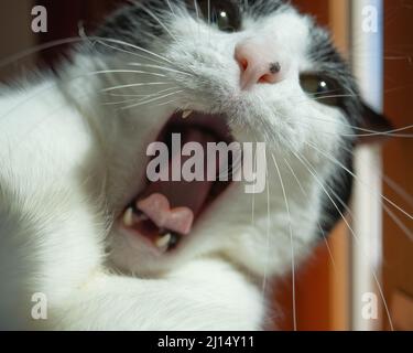 A black and white cat with its mouth wide open in what appears to be a scream Stock Photo