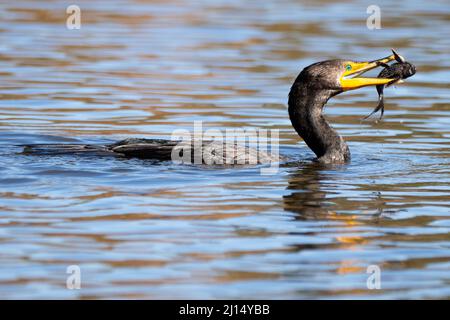 A double-crested cormorant (Nannopterum auritum) catches an amazon sailfin catfish (Pterygoplichthys pardalis) in the Sepulveda Basin Wildlife area Stock Photo