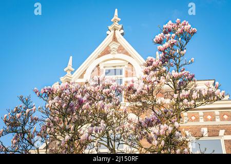 Magnolia tree with white and pink flowers in front of a stately building Stock Photo
