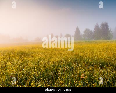 Fantastic day with fresh blooming hills in sunlight. Dramatic and picturesque scene. Location place: Carpathian, Ukraine, Europe. Artistic picture. Vi Stock Photo