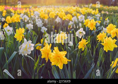 Field of yellow and white double daffodils, Golden Ducat and Cheerfulness Stock Photo