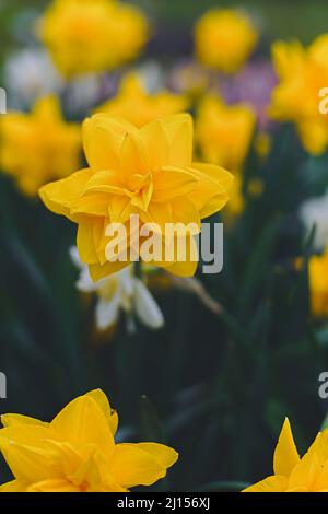 Double Daffodils Narcissus Golden Ducat Stock Photo