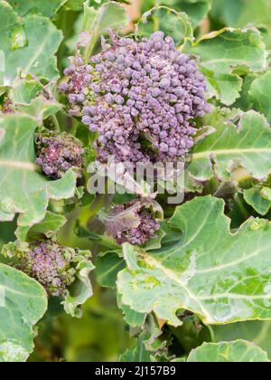 Edible buds and stems of the cold hardy early spring vegetable, Purple sprouting broccoli, Brassica oleracea var. italica Stock Photo