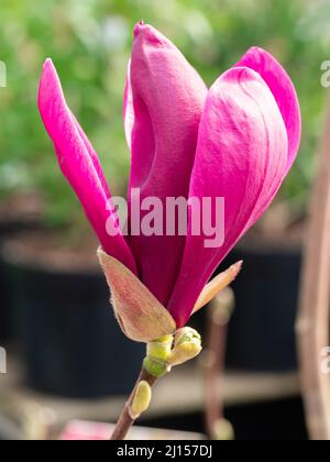 Tulip shaped depp pink spring flower of the hardy decidous small tree, Magnolia Liliiflora 'Nigra' Stock Photo