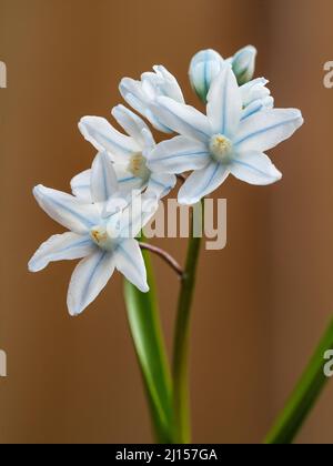 Blue striped white flowers of the striped or Russian squill, Puschkinia scilloides var. libanotica Stock Photo