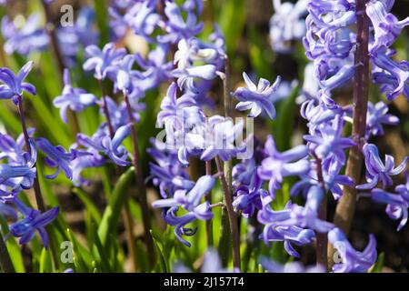 Hyacinthus Orientalis ' Blue Festrival' Stock Photo