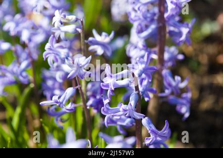Hyacinthus Orientalis ' Blue Festrival' Stock Photo