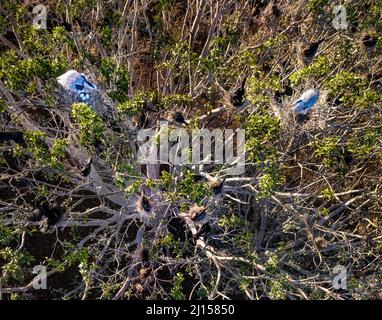 Blue herons and cormorants nest in a tree in La Primavera near Culiacan, Sinaloa, Mexico. Stock Photo