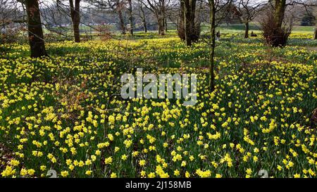 Daffodil field in Sefton park Stock Photo