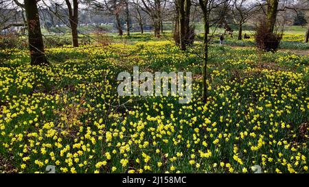 Daffodil field in Sefton park Stock Photo