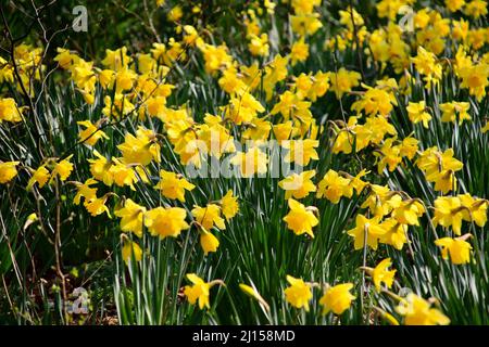 Daffodil field in Sefton park Stock Photo