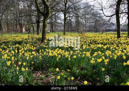 Daffodil field in Sefton park Stock Photo