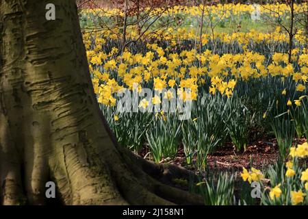 Daffodil field in Sefton park Stock Photo