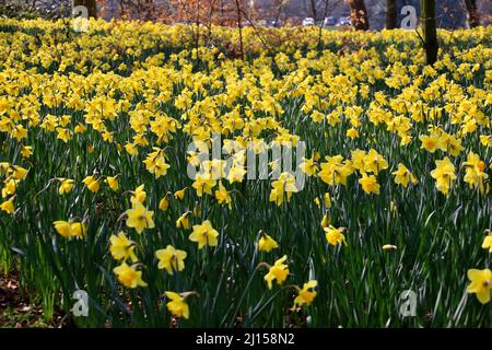 Daffodil field in Sefton park Stock Photo