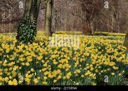 Daffodil field in Sefton park Stock Photo