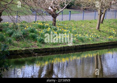 Daffodil field in Sefton park Stock Photo