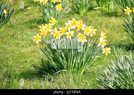 Daffodil field in Sefton park Stock Photo