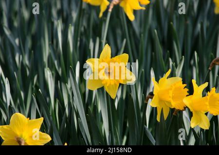 Daffodil field in Sefton park Stock Photo