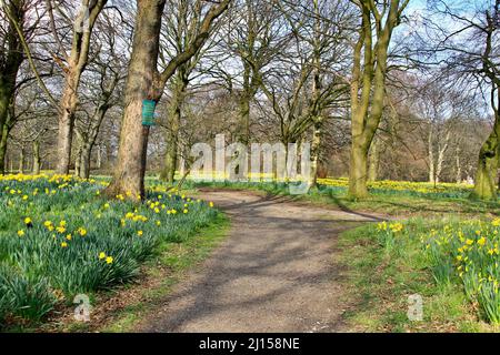 Daffodil field in Sefton park Stock Photo