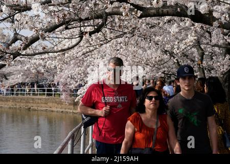 Cherry blossoms in peak bloom along the Tidal Basin in Washington on March 22, 2022. Photo by Yuri Gripas/ABACAPRESS.COM Stock Photo