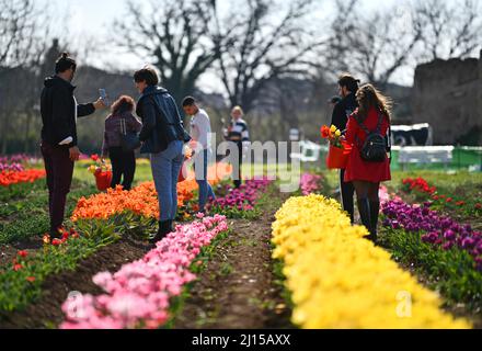 Rome, Italy. 22nd Mar, 2022. People enjoy themselves at the TuliPark in Rome, Italy, on March 22, 2022. The tulip garden with more than one hundred varieties opened to the public here on Tuesday. Credit: Jin Mamengni/Xinhua/Alamy Live News Stock Photo