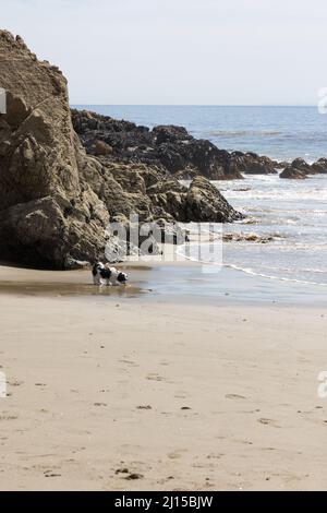 Havanese puppy playing on the beach Stock Photo