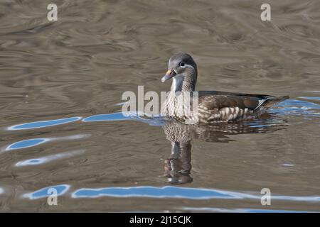 Mandarin duck (Aix galericulata), female photographed in early spring Stock Photo