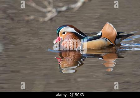 Mandarin duck (Aix galericulata), male or drake photographed in early spring Stock Photo