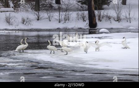 Trumpeter swans in northern Wisconsin. Stock Photo