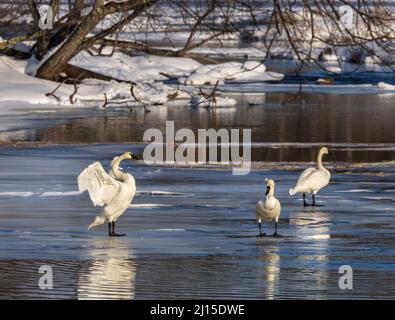 Trumpeter swans in northern Wisconsin. Stock Photo