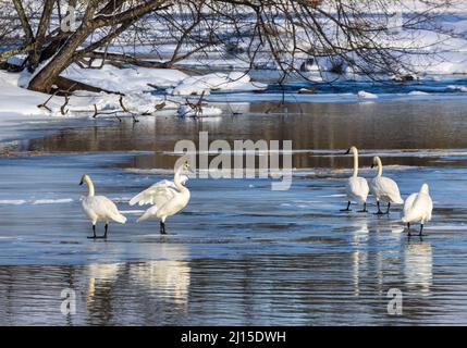 Trumpeter swans in northern Wisconsin. Stock Photo