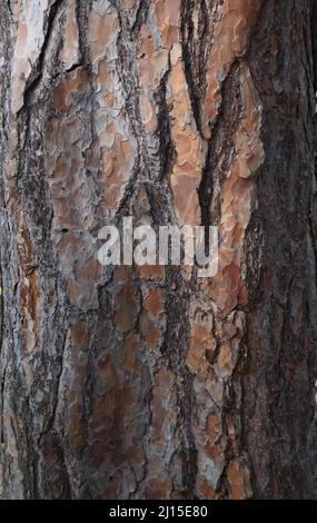 Close Up of Stone Pine Tree Trunk Showing the Vertical Texture of Bark Stock Photo