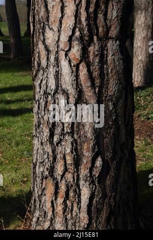 Close Up of Stone Pine Tree Trunk Showing the Vertical Texture of Bark Stock Photo