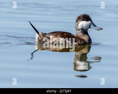 Ruddy Duck adult male swimming. Palo Alto Baylands, California, USA. Stock Photo