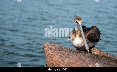 Brown Pelican, Pelecanus occidentalis, perched on a rock and looking right is at the South Jetty in Port Aransas, Texas on a sunny day with blue water Stock Photo