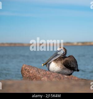 Brown Pelican, Pelecanus occidentalis, perched on a rock in Port Aransas, Texas on a sunny day with blue water and sky in the background. Stock Photo