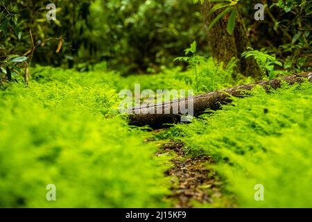 Green Ferns and Fallen Tree Encrouch on Narrow Trail in Great Smoky Mountains National Park Stock Photo