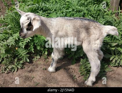 little goat grazing on green spring meadow Stock Photo