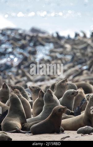 Afro-australian fur seals Stock Photo