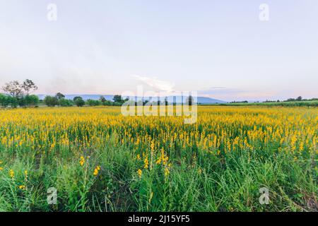 Field of sunn hemp flower Stock Photo